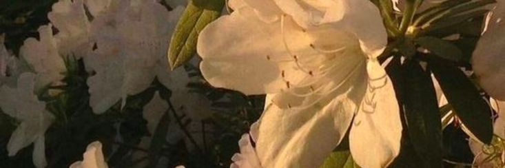 jade's banner