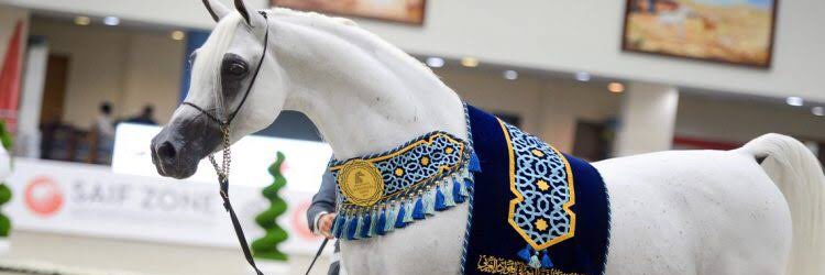 برق الابرق's banner