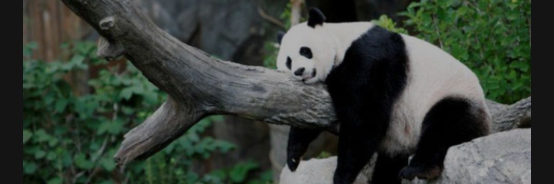 Douyin Trend's banner