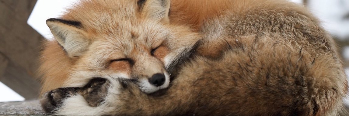 なお🦊's banner