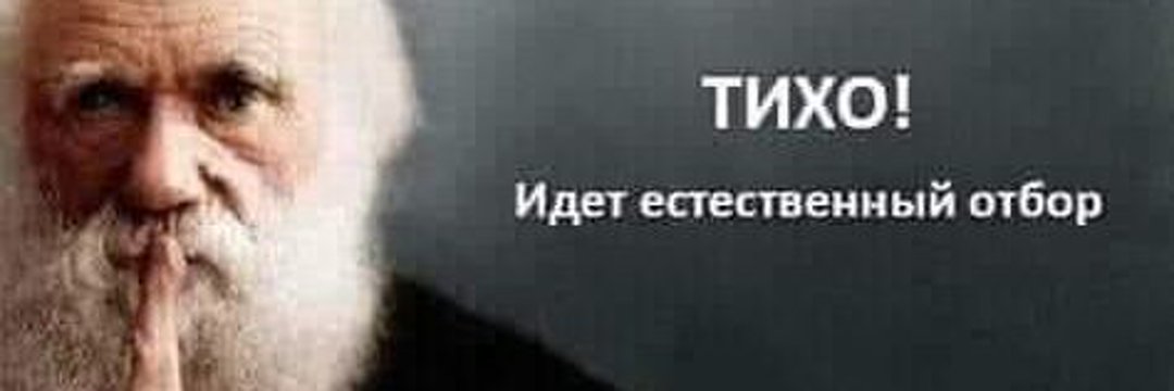 Коля Остенбакен (кремлёвский темник)'s banner