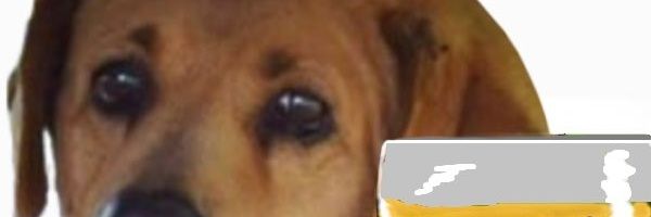 Craig The Coon ✝️🦞🇺🇲's banner