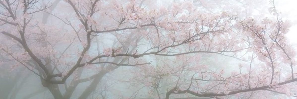 Wonderland ꕤ's banner