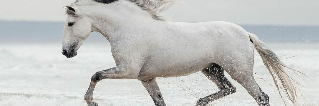 Nekre ོ's banner