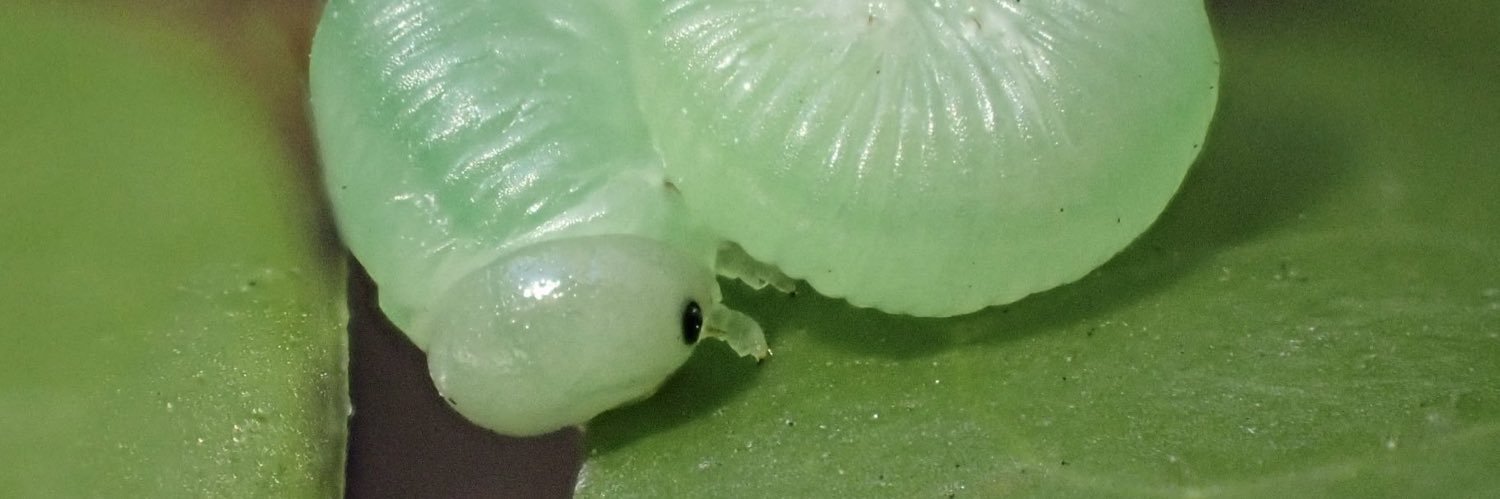 🐞🐛ひかる🕷🐝節足動物色々🕷's banner