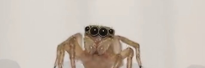 🐞🐛ひかる🕷🐝節足動物色々🕷's banner