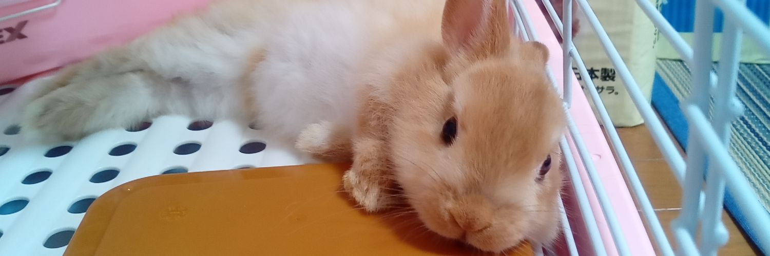 うさぎのルイ's banner
