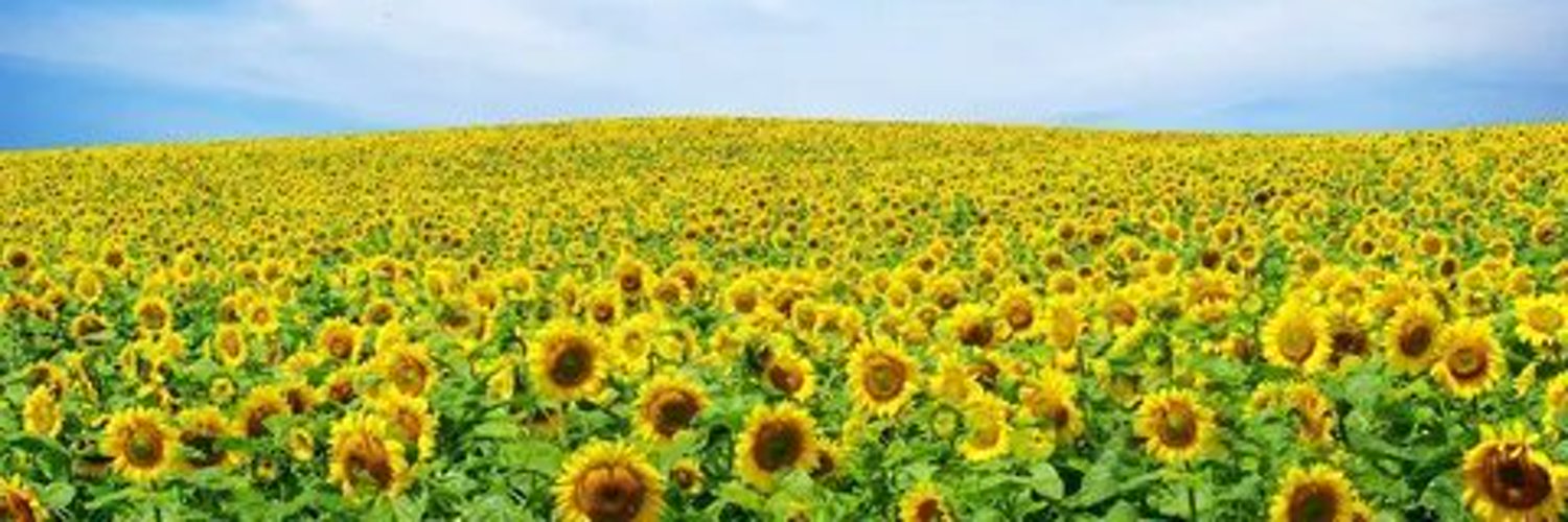 Зорян Шмелевой's banner