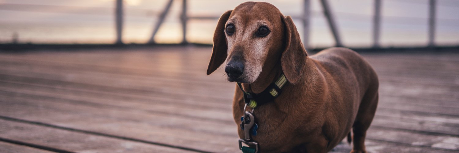 Dachshund Lover's banner