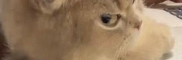 💤's banner
