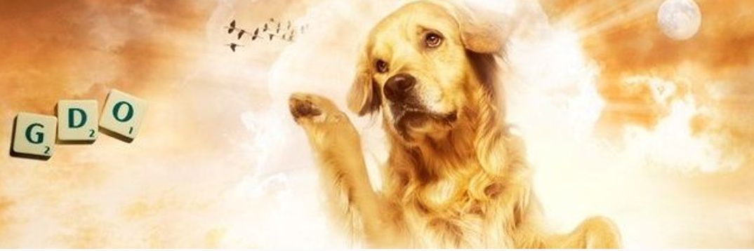imbwa y'imana🐶🐶's banner