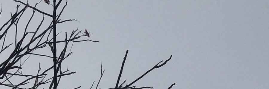 白木's banner