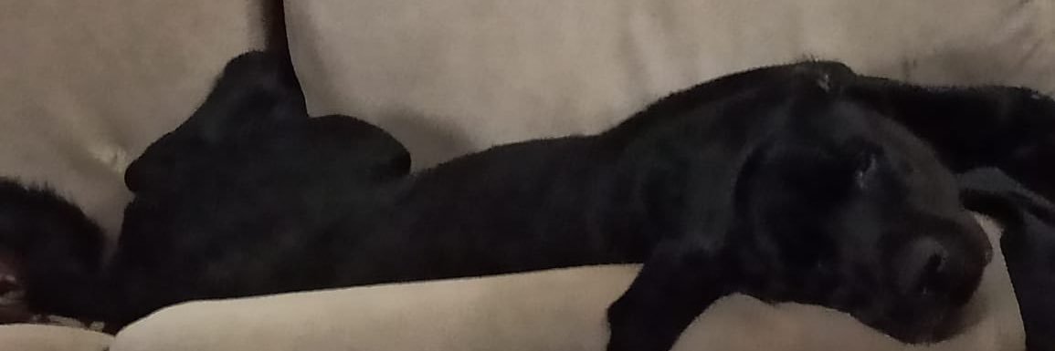 V's banner