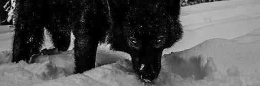 Black Wolf 🐺's banner