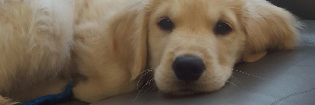 Puppies 🐾's banner