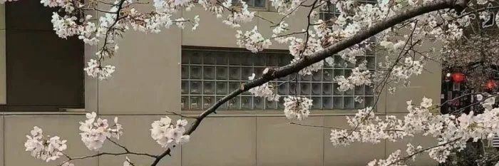 羊's banner