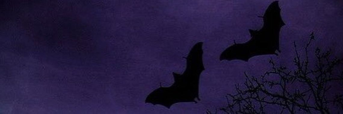 hads𝜗ৎ's banner