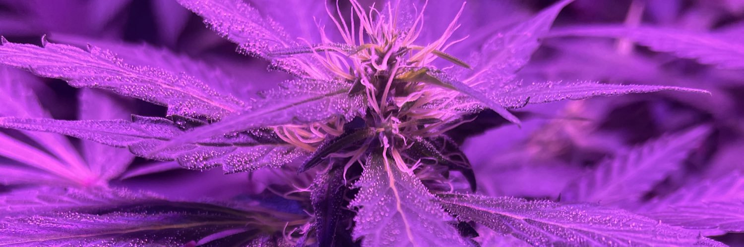 McCoffee710's banner