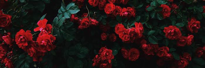 Princess Rose Aus🌹's banner