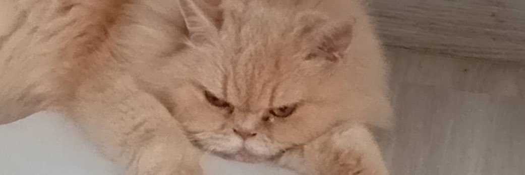 Garfield_Lucky สาขา2's banner