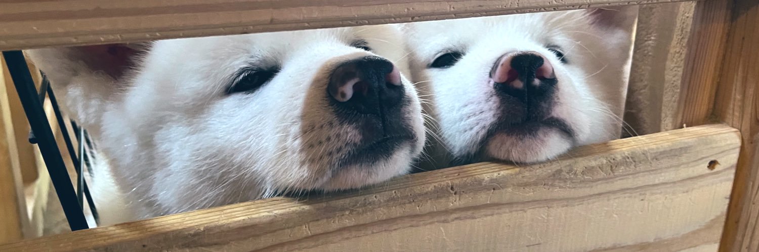 秋田犬のぺぺとなな、シロとハク's banner