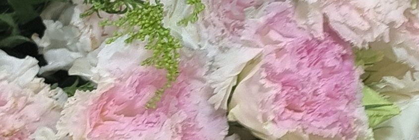 宇宙鲨's banner