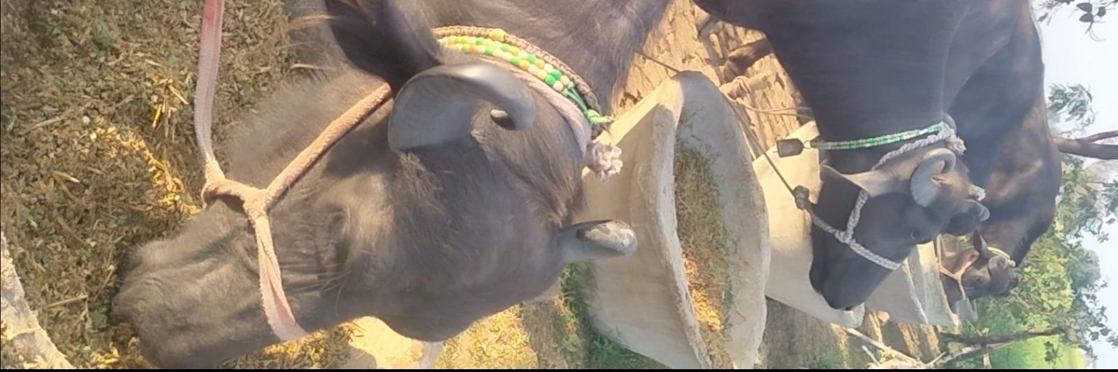 Golu yadav's banner