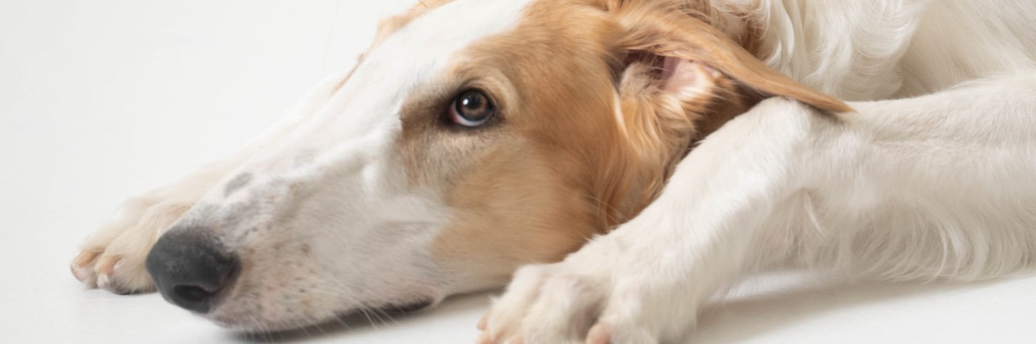 ベル🐶ラム ボルゾイ's banner