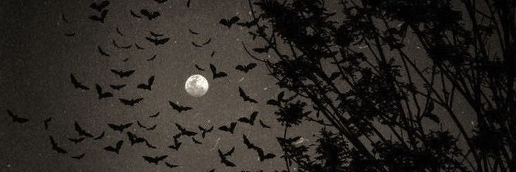 liz ✮⋆˙'s banner