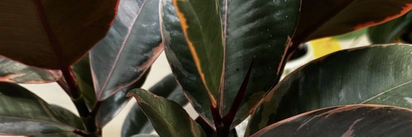 Sabrinanichole's banner