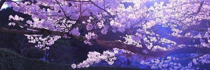 Shirayukiiᝰ.'s banner