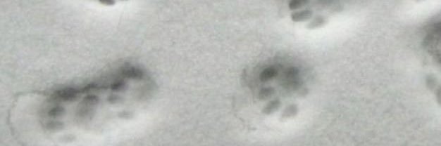 Kiyo's banner