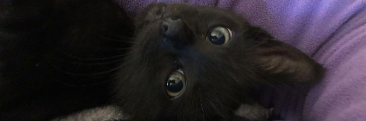 Black cats are not bad luck's banner