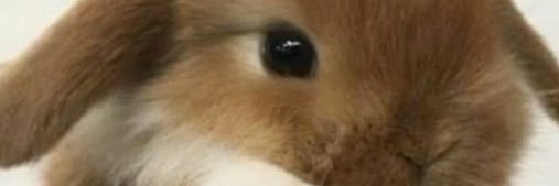 honeybunny's banner