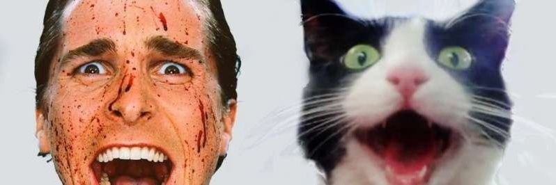 chaotic cats's banner