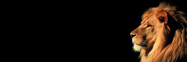 Shibo's banner