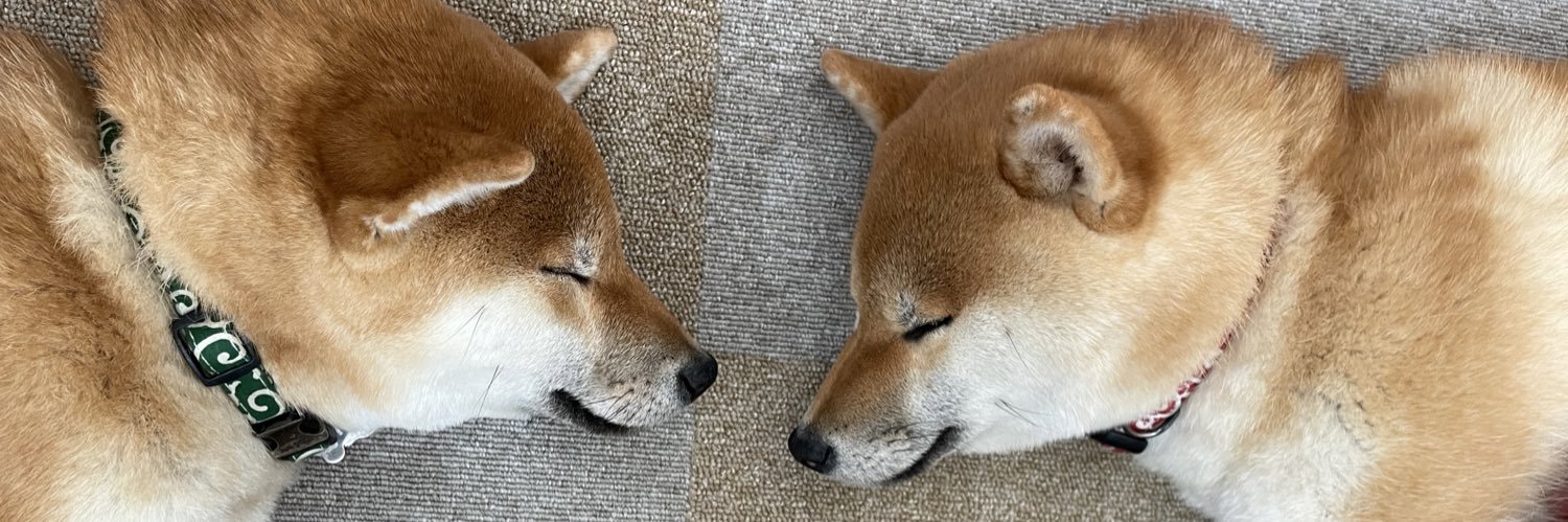 柴犬リンパン🩷💚's banner