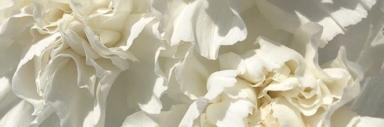 Venus's banner