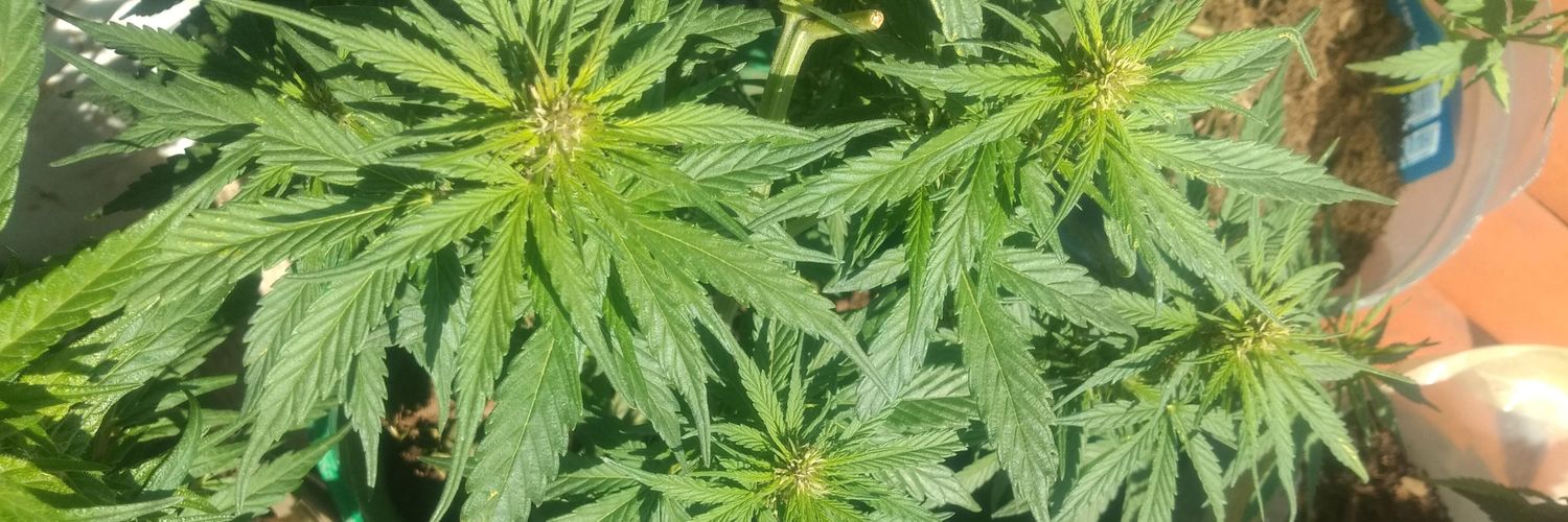 Flaquita420's banner