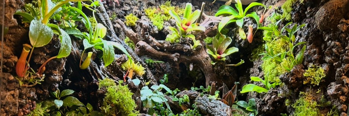 🦎たんじぇりん♂🦎's banner