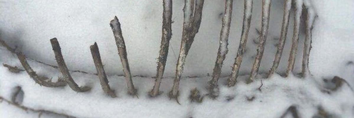 𝒞𝒽𝑒𝓇𝓇𝓎✧𝓅𝒾𝒸𝓀𝒾𝓃𝑔's banner