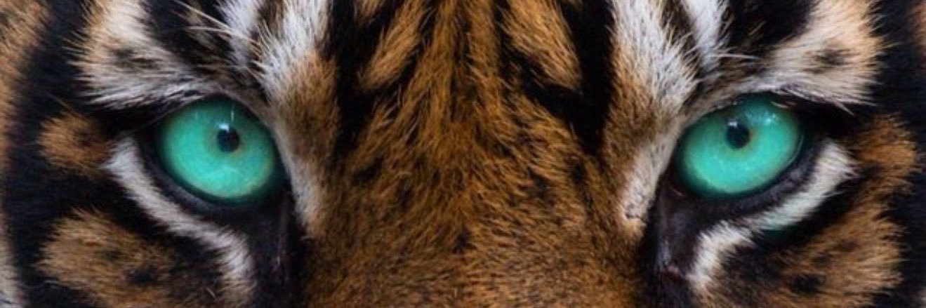 🐯Tiger Cookie🍪's banner