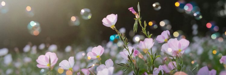 jellybean•Ი⑅𐑼*ꕤ's banner