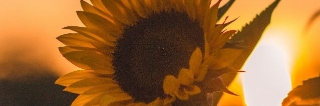 🤍 🌞🦁🌻's banner