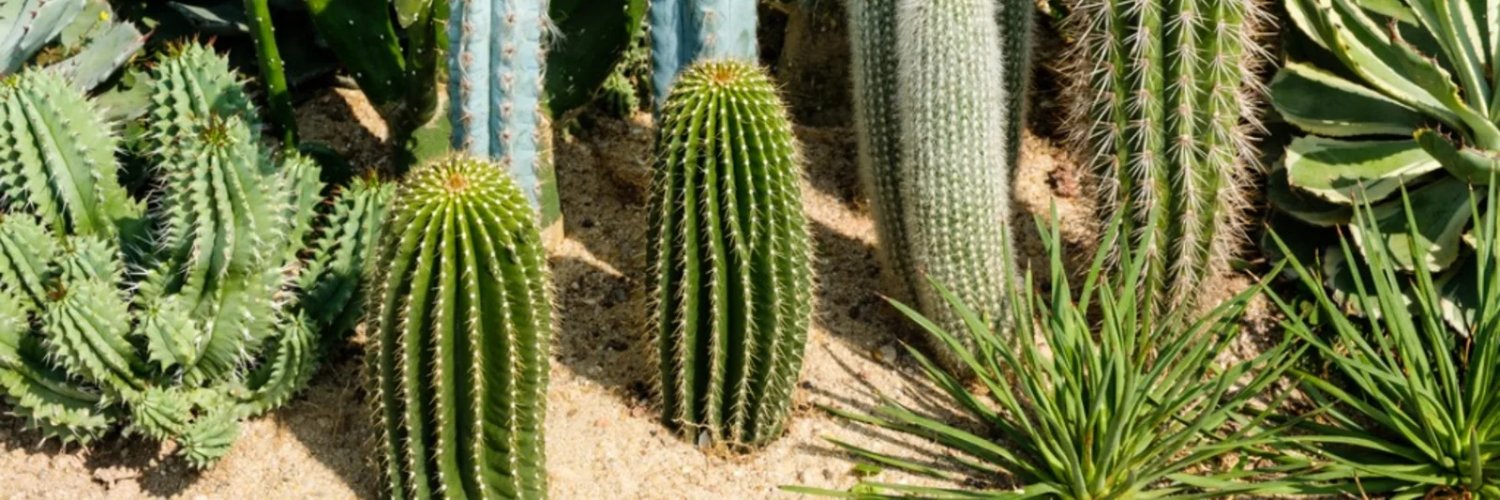 Just A Cactus's banner