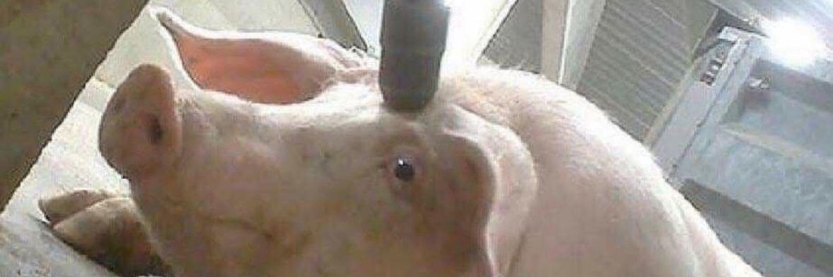 🥓🥓🥓Knyz_Kovbас🍖🍖🍖's banner