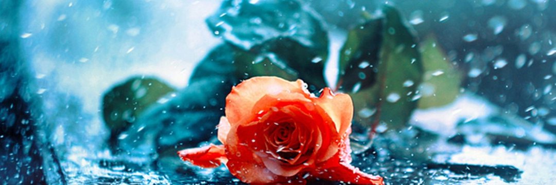 ꜱᴀʙʀɪɴᴀ TVK🦋's banner