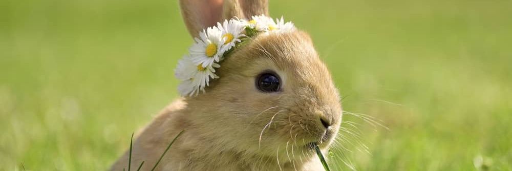 USA Rabbit Lovers's banner
