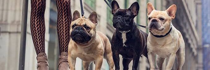 French_Bulldog's banner