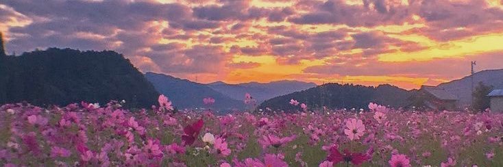 🌸🌷~𝓦𝓲𝓴𝓲~💕🎀's banner